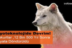 Nesli Tükenen Ulukurtlar 12 Bin Yıl Sonra Hayata Döndürüldü